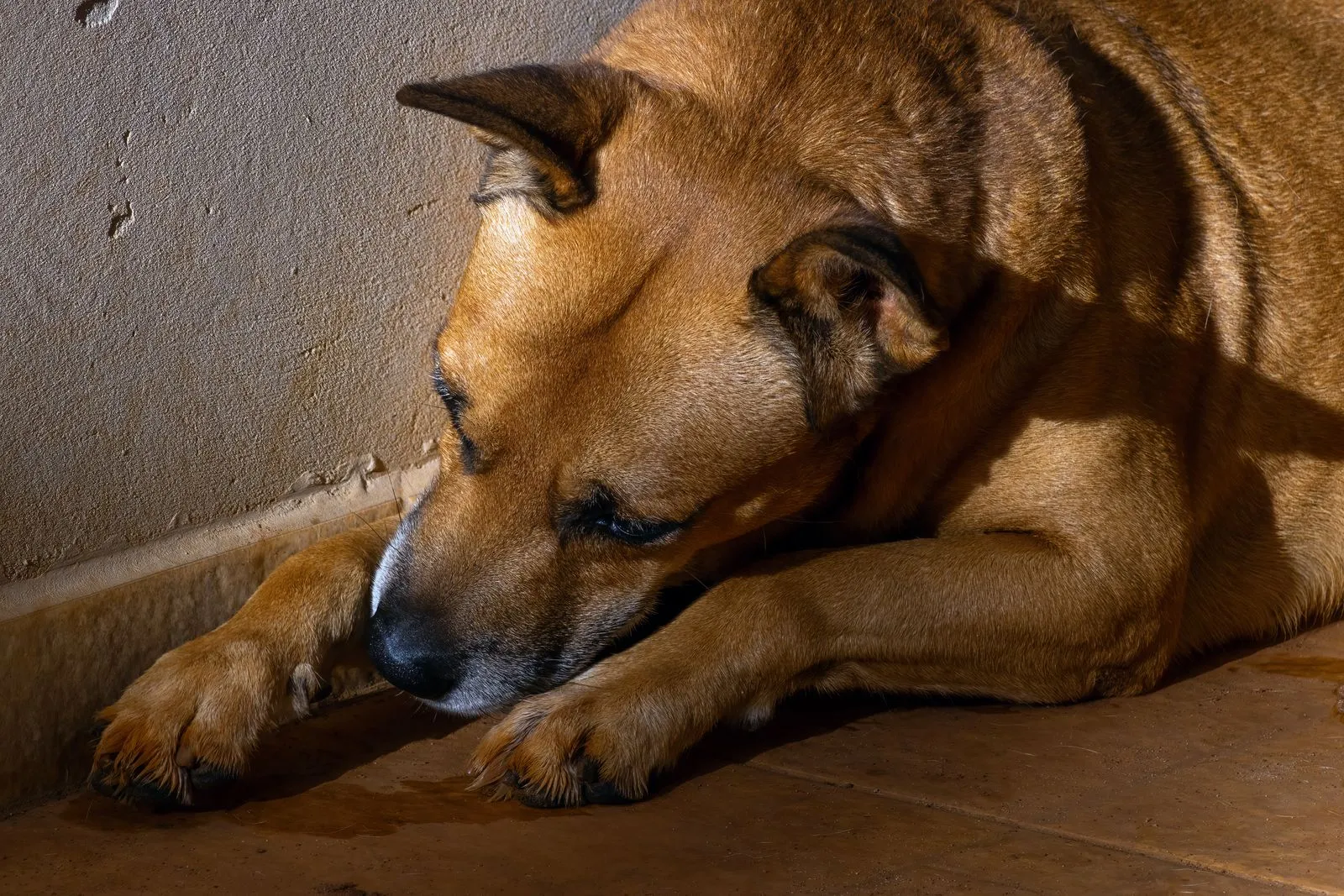 How to Choose a Supportive Bed for an Older Dog