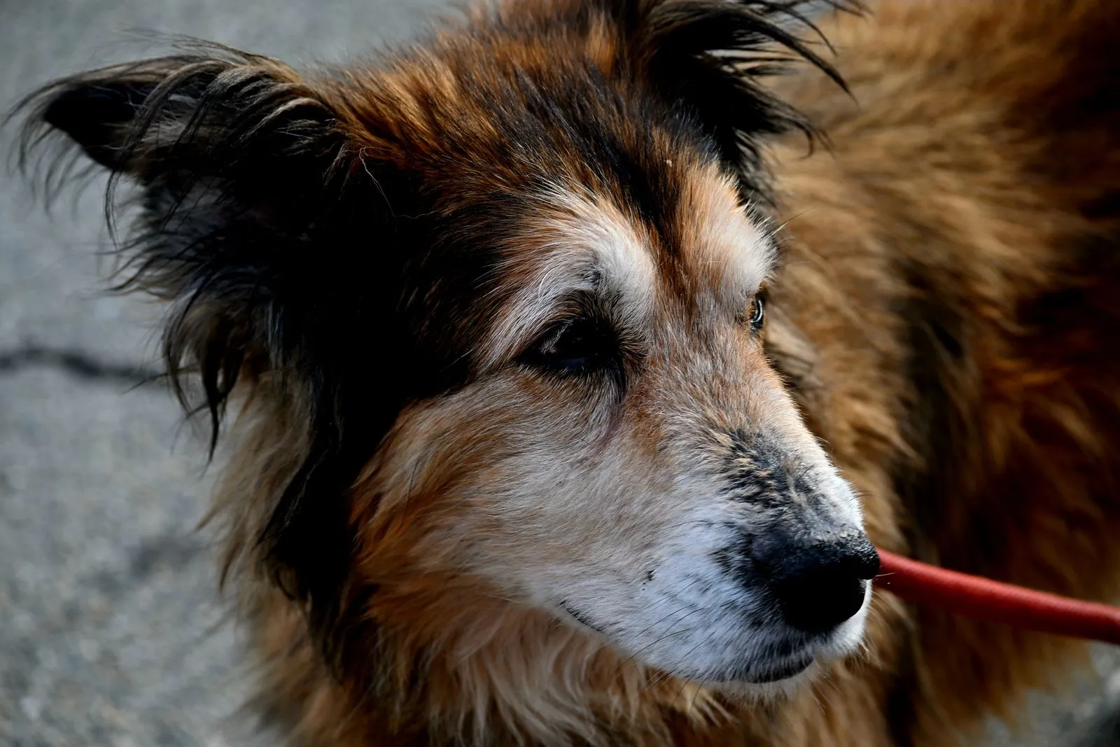 Simple Home Adjustments for Pets With Limited Mobility